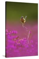 Dartford Warbler (Sylvia Undata) Perched on Heather Twig, Arne Rspb Reserve, Dorset, UK, July-Ben Hall-Stretched Canvas