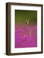 Dartford Warbler (Sylvia Undata) Perched on Heather Twig, Arne Rspb Reserve, Dorset, UK, July-Ben Hall-Framed Photographic Print