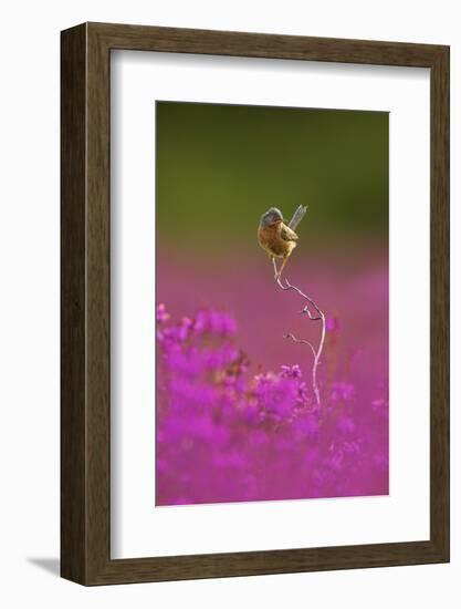 Dartford Warbler (Sylvia Undata) Perched on Heather Twig, Arne Rspb Reserve, Dorset, UK, July-Ben Hall-Framed Photographic Print