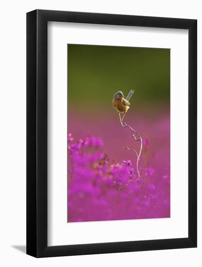 Dartford Warbler (Sylvia Undata) Perched on Heather Twig, Arne Rspb Reserve, Dorset, UK, July-Ben Hall-Framed Photographic Print