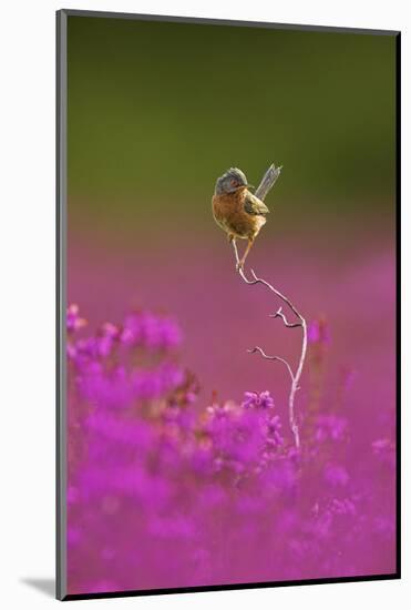 Dartford Warbler (Sylvia Undata) Perched on Heather Twig, Arne Rspb Reserve, Dorset, UK, July-Ben Hall-Mounted Photographic Print