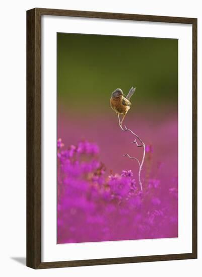 Dartford Warbler (Sylvia Undata) Perched on Heather Twig, Arne Rspb Reserve, Dorset, UK, July-Ben Hall-Framed Photographic Print