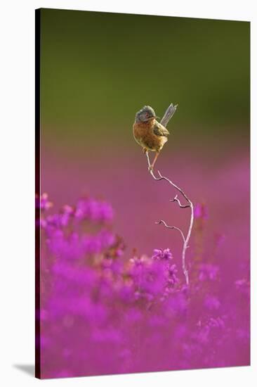 Dartford Warbler (Sylvia Undata) Perched on Heather Twig, Arne Rspb Reserve, Dorset, UK, July-Ben Hall-Stretched Canvas