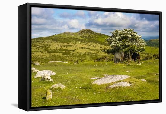 Dartmoor Landscape Near Fingle Bridge, Devon, England, United Kingdom, Europe-Matthew-Framed Stretched Canvas