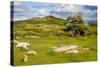 Dartmoor Landscape Near Fingle Bridge, Devon, England, United Kingdom, Europe-Matthew-Stretched Canvas