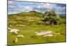 Dartmoor Landscape Near Fingle Bridge, Devon, England, United Kingdom, Europe-Matthew-Mounted Photographic Print