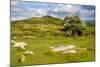 Dartmoor Landscape Near Fingle Bridge, Devon, England, United Kingdom, Europe-Matthew-Mounted Photographic Print