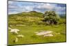 Dartmoor Landscape Near Fingle Bridge, Devon, England, United Kingdom, Europe-Matthew-Mounted Photographic Print