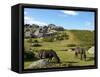 Dartmoor Ponies, Bonehill Rocks, Dartmoor National Park, Devon, England, United Kingdom, Europe-Jeremy Lightfoot-Framed Stretched Canvas