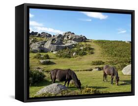 Dartmoor Ponies, Bonehill Rocks, Dartmoor National Park, Devon, England, United Kingdom, Europe-Jeremy Lightfoot-Framed Stretched Canvas