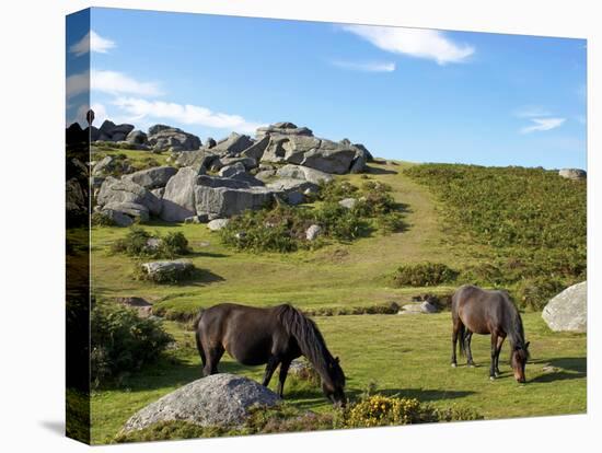 Dartmoor Ponies, Bonehill Rocks, Dartmoor National Park, Devon, England, United Kingdom, Europe-Jeremy Lightfoot-Stretched Canvas