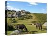 Dartmoor Ponies, Bonehill Rocks, Dartmoor National Park, Devon, England, United Kingdom, Europe-Jeremy Lightfoot-Stretched Canvas