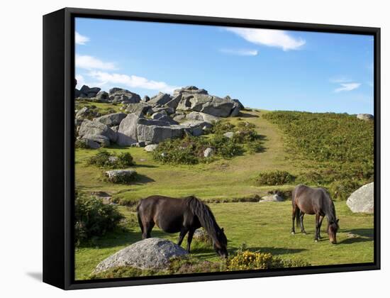 Dartmoor Ponies, Bonehill Rocks, Dartmoor National Park, Devon, England, United Kingdom, Europe-Jeremy Lightfoot-Framed Stretched Canvas