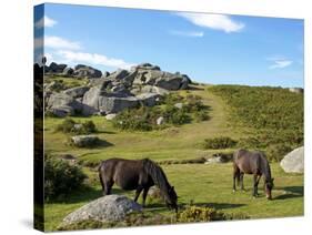Dartmoor Ponies, Bonehill Rocks, Dartmoor National Park, Devon, England, United Kingdom, Europe-Jeremy Lightfoot-Stretched Canvas