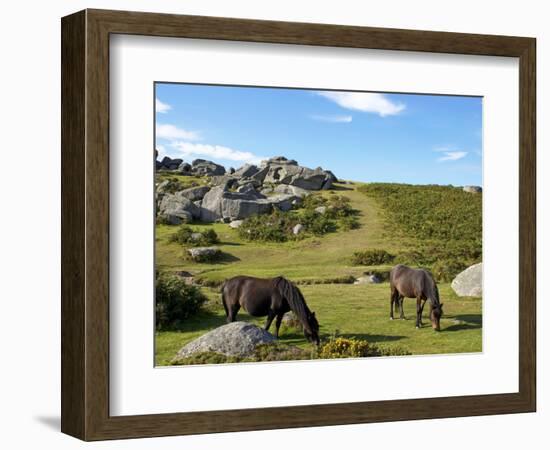 Dartmoor Ponies, Bonehill Rocks, Dartmoor National Park, Devon, England, United Kingdom, Europe-Jeremy Lightfoot-Framed Photographic Print