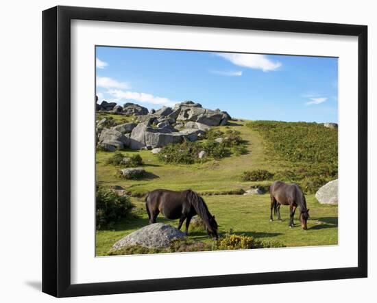 Dartmoor Ponies, Bonehill Rocks, Dartmoor National Park, Devon, England, United Kingdom, Europe-Jeremy Lightfoot-Framed Photographic Print
