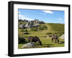 Dartmoor Ponies, Bonehill Rocks, Dartmoor National Park, Devon, England, United Kingdom, Europe-Jeremy Lightfoot-Framed Photographic Print