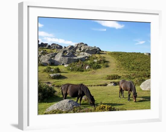 Dartmoor Ponies, Bonehill Rocks, Dartmoor National Park, Devon, England, United Kingdom, Europe-Jeremy Lightfoot-Framed Photographic Print