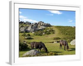 Dartmoor Ponies, Bonehill Rocks, Dartmoor National Park, Devon, England, United Kingdom, Europe-Jeremy Lightfoot-Framed Photographic Print