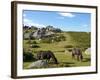 Dartmoor Ponies, Bonehill Rocks, Dartmoor National Park, Devon, England, United Kingdom, Europe-Jeremy Lightfoot-Framed Photographic Print