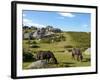 Dartmoor Ponies, Bonehill Rocks, Dartmoor National Park, Devon, England, United Kingdom, Europe-Jeremy Lightfoot-Framed Photographic Print