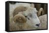 Dartmoor Sheep-James Emmerson-Framed Stretched Canvas