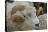 Dartmoor Sheep-James Emmerson-Stretched Canvas