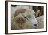 Dartmoor Sheep-James Emmerson-Framed Photographic Print