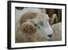 Dartmoor Sheep-James Emmerson-Framed Photographic Print