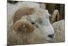 Dartmoor Sheep-James Emmerson-Mounted Photographic Print