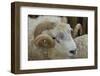 Dartmoor Sheep-James Emmerson-Framed Photographic Print