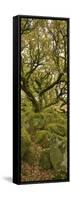 Dartmoor, Wistmans Wood, Stunted Oak Trees, Vert Pano-David Clapp-Framed Stretched Canvas