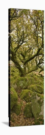 Dartmoor, Wistmans Wood, Stunted Oak Trees, Vert Pano-David Clapp-Stretched Canvas