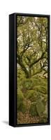 Dartmoor, Wistmans Wood, Stunted Oak Trees, Vert Pano-David Clapp-Framed Stretched Canvas