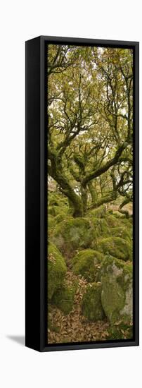 Dartmoor, Wistmans Wood, Stunted Oak Trees, Vert Pano-David Clapp-Framed Stretched Canvas