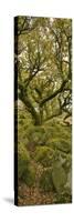 Dartmoor, Wistmans Wood, Stunted Oak Trees, Vert Pano-David Clapp-Stretched Canvas