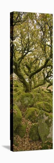 Dartmoor, Wistmans Wood, Stunted Oak Trees, Vert Pano-David Clapp-Stretched Canvas