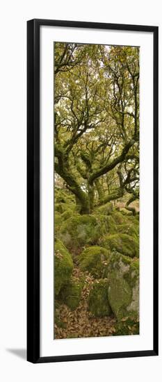 Dartmoor, Wistmans Wood, Stunted Oak Trees, Vert Pano-David Clapp-Framed Photographic Print