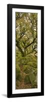 Dartmoor, Wistmans Wood, Stunted Oak Trees, Vert Pano-David Clapp-Framed Photographic Print