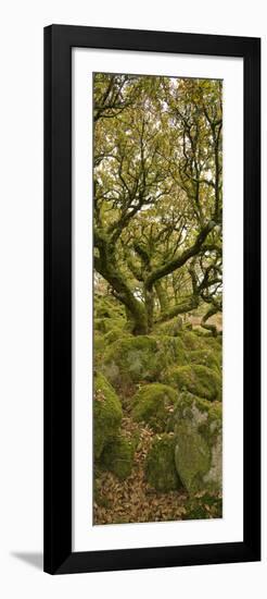 Dartmoor, Wistmans Wood, Stunted Oak Trees, Vert Pano-David Clapp-Framed Photographic Print