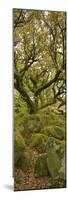 Dartmoor, Wistmans Wood, Stunted Oak Trees, Vert Pano-David Clapp-Mounted Photographic Print