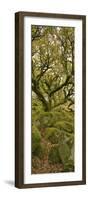 Dartmoor, Wistmans Wood, Stunted Oak Trees, Vert Pano-David Clapp-Framed Photographic Print