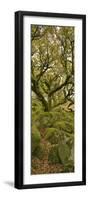 Dartmoor, Wistmans Wood, Stunted Oak Trees, Vert Pano-David Clapp-Framed Photographic Print