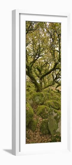 Dartmoor, Wistmans Wood, Stunted Oak Trees, Vert Pano-David Clapp-Framed Photographic Print