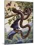 Darwin Carpet Python (Morelia Spilota Variegata), Pythonidae-null-Mounted Giclee Print