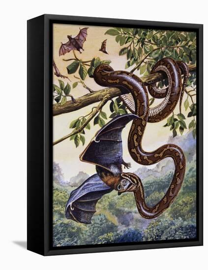 Darwin Carpet Python (Morelia Spilota Variegata), Pythonidae-null-Framed Stretched Canvas