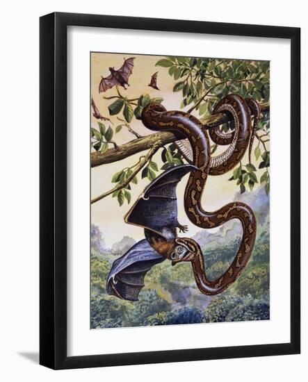 Darwin Carpet Python (Morelia Spilota Variegata), Pythonidae-null-Framed Giclee Print