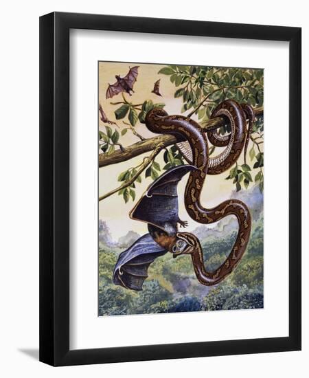 Darwin Carpet Python (Morelia Spilota Variegata), Pythonidae-null-Framed Premium Giclee Print