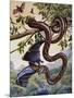 Darwin Carpet Python (Morelia Spilota Variegata), Pythonidae-null-Mounted Giclee Print