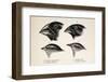 Darwin's Galapagos Finches-Stewart Stewart-Framed Photographic Print